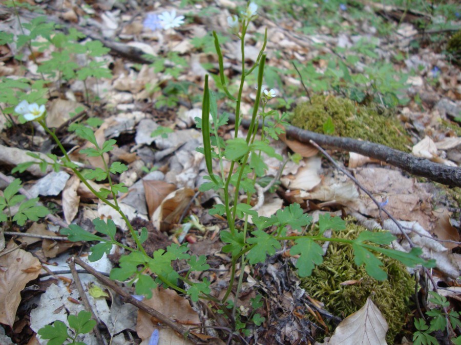 Cardamine graeca / Billeri greco