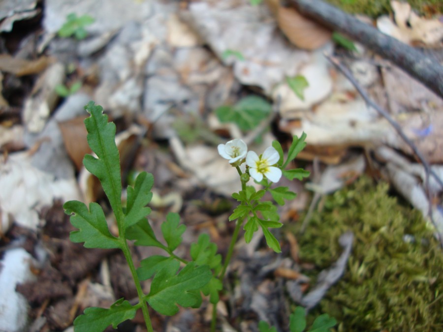 Cardamine graeca / Billeri greco