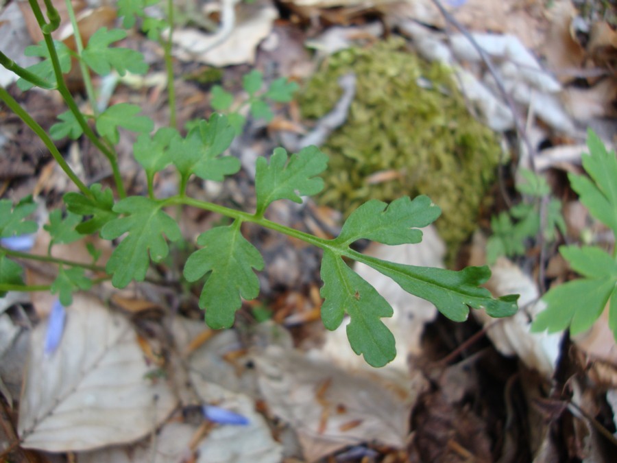 Cardamine graeca / Billeri greco