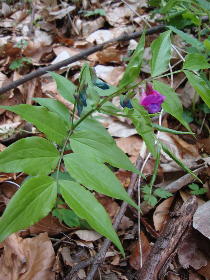 Lathyrus vernus