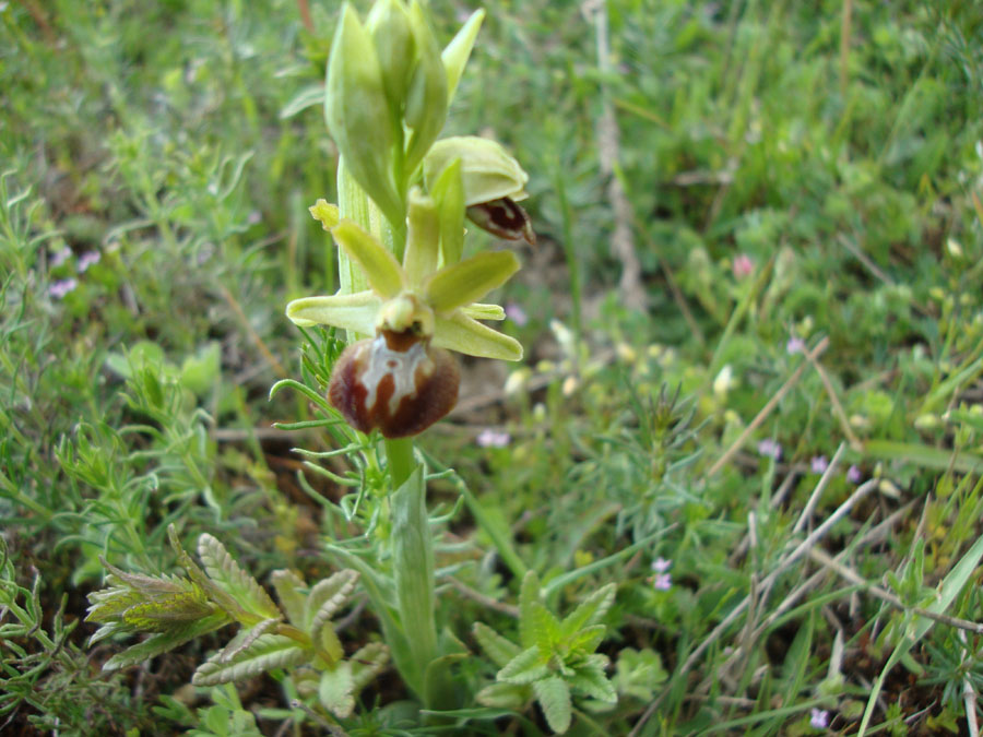 orchidea da identificare