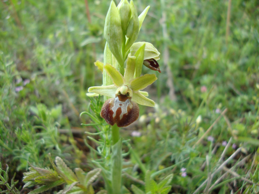 orchidea da identificare