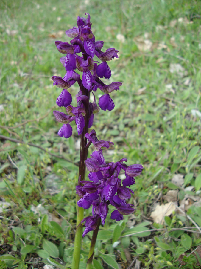 orchidea da identificare 2