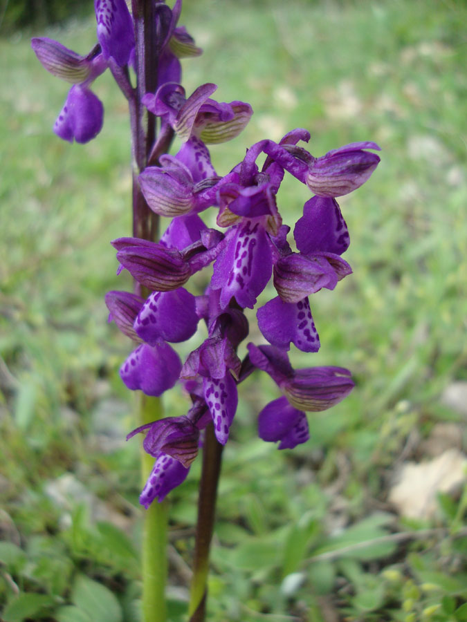 orchidea da identificare 2