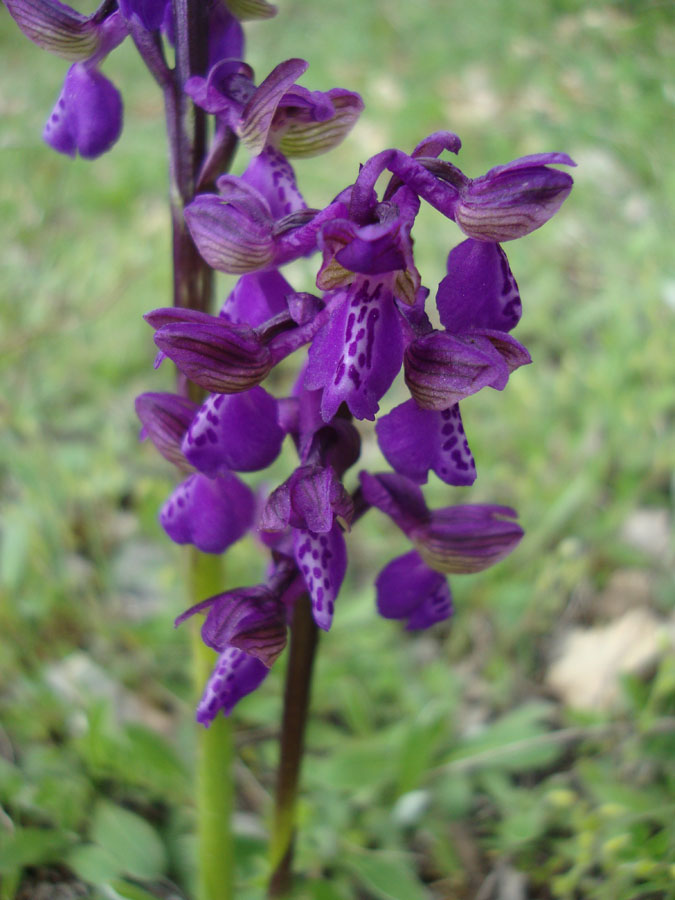 orchidea da identificare 2