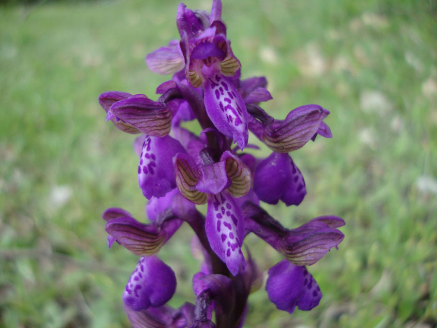 orchidea da identificare 2