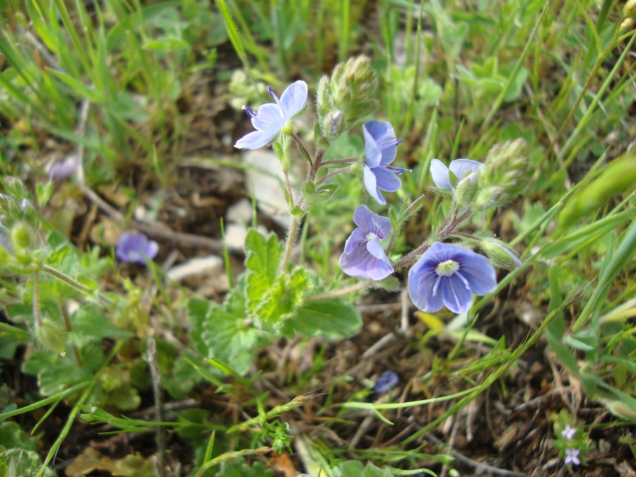 Veronica chamaedrys