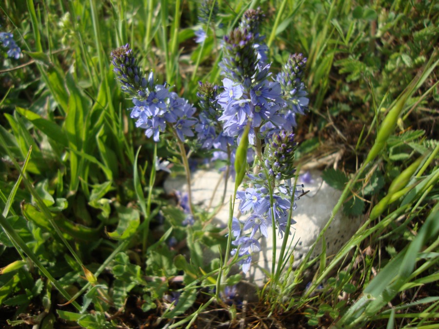 Veronica prostrata o Veronica orsiniana?