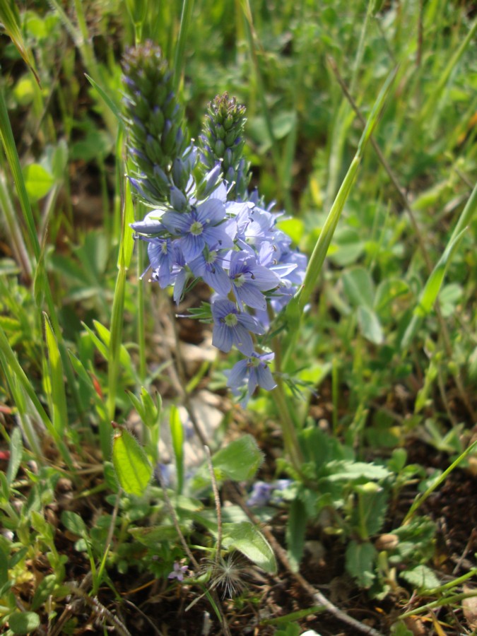 Veronica prostrata o Veronica orsiniana?