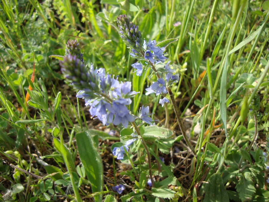 Veronica prostrata o Veronica orsiniana?