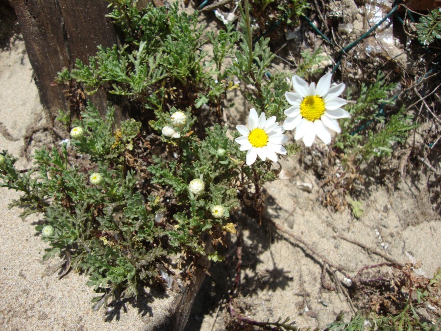 Anthemis cfr. maritima