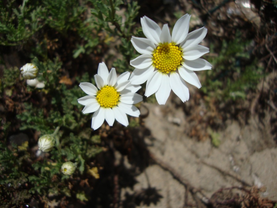 Anthemis cfr. maritima