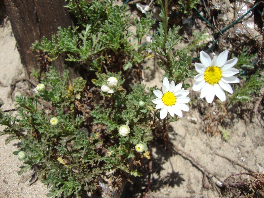 Anthemis cfr. maritima