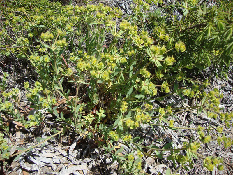 Euphorbia terracina