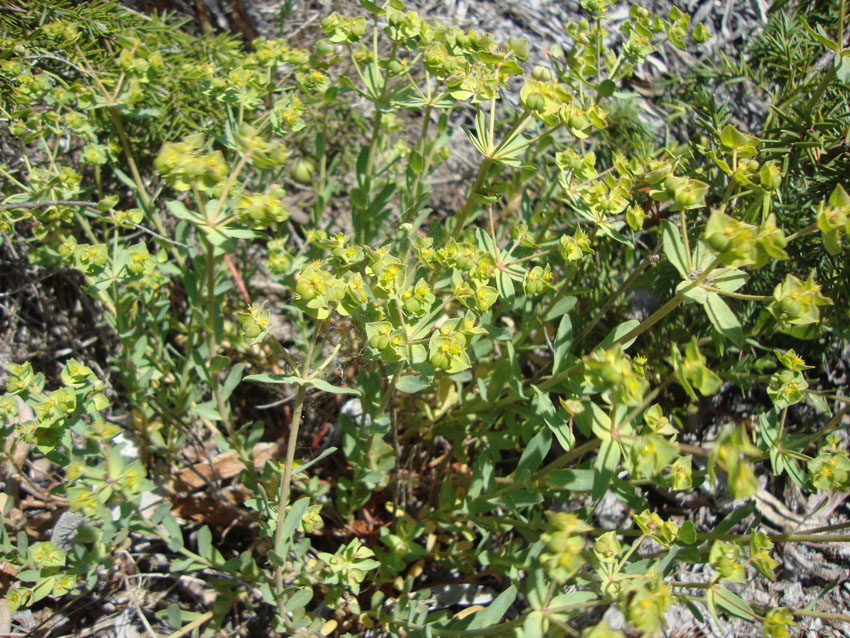 Euphorbia terracina