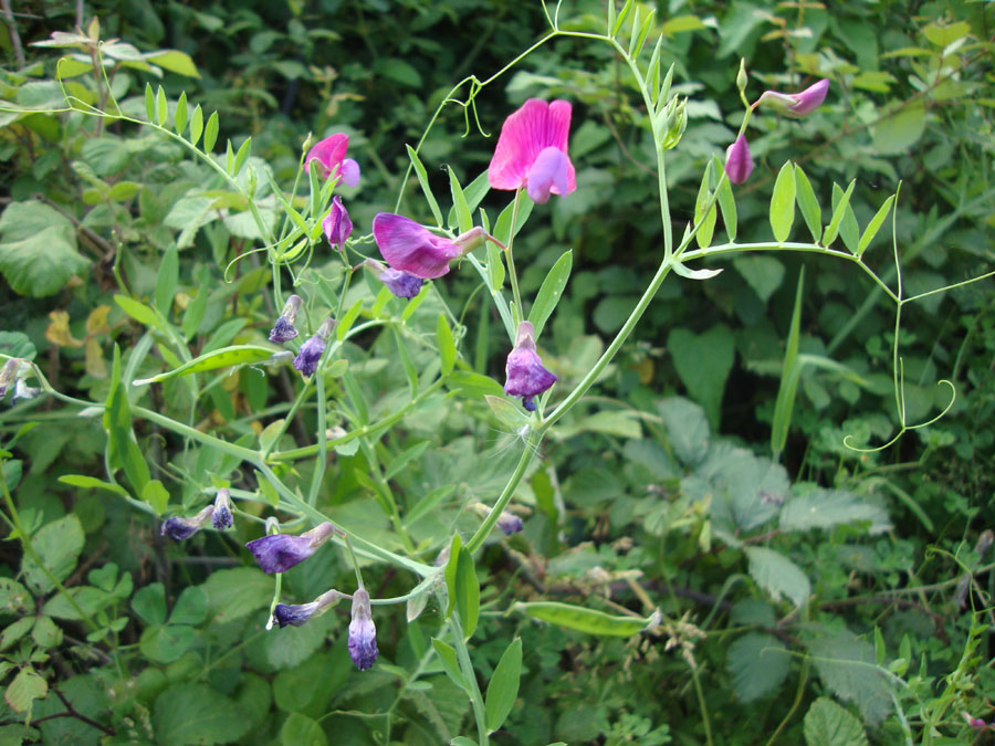 Lathyrus articulatus