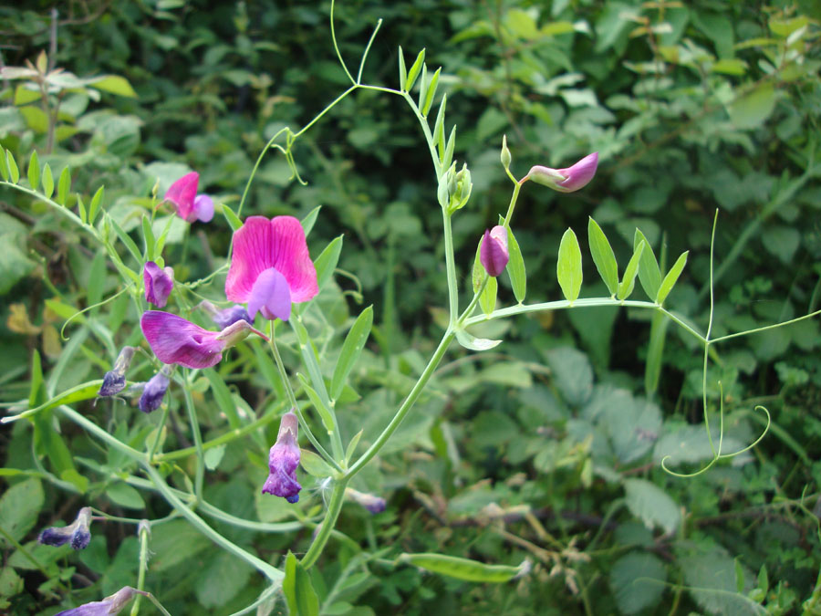 Lathyrus articulatus