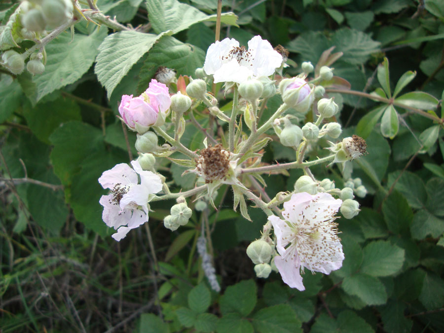 Rosacea- Rubus sp.