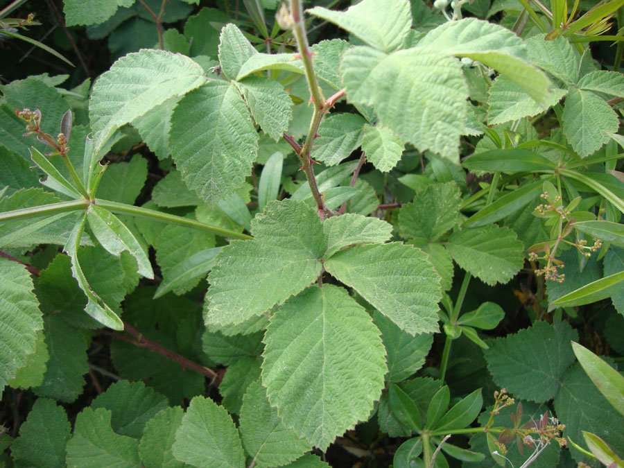 Rosacea- Rubus sp.