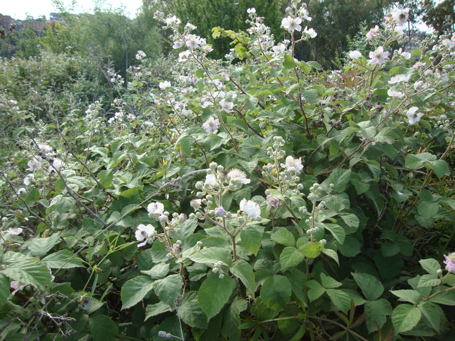 Rosacea- Rubus sp.