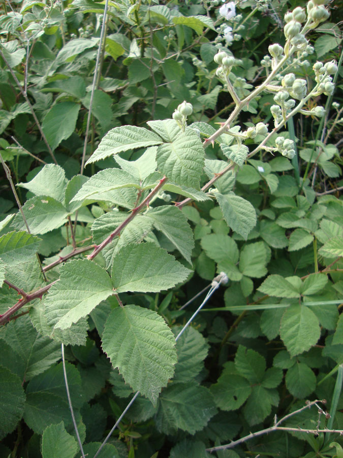 Rosacea- Rubus sp.