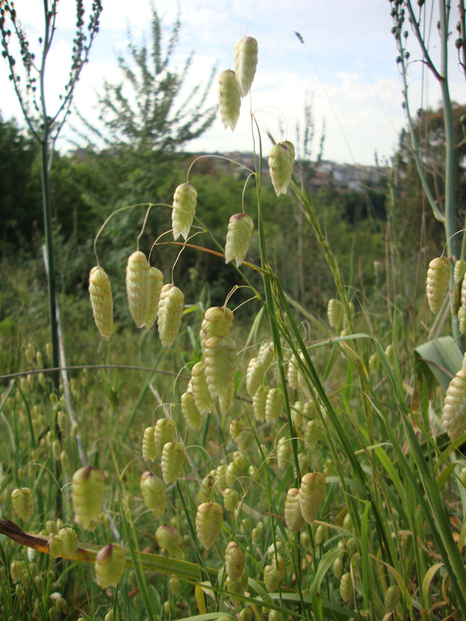 Briza maxima / Sonaglini maggiori