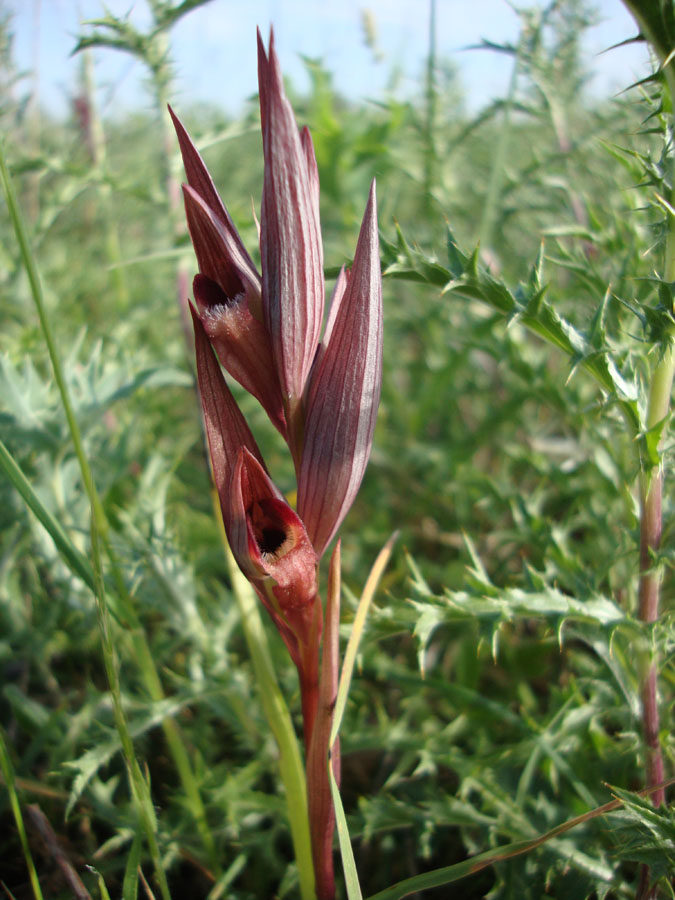 Serapias vomeracea