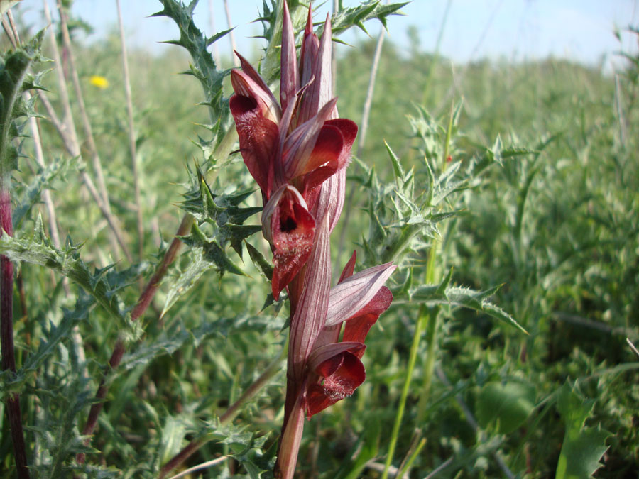 Serapias vomeracea