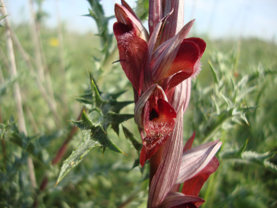 Serapias vomeracea