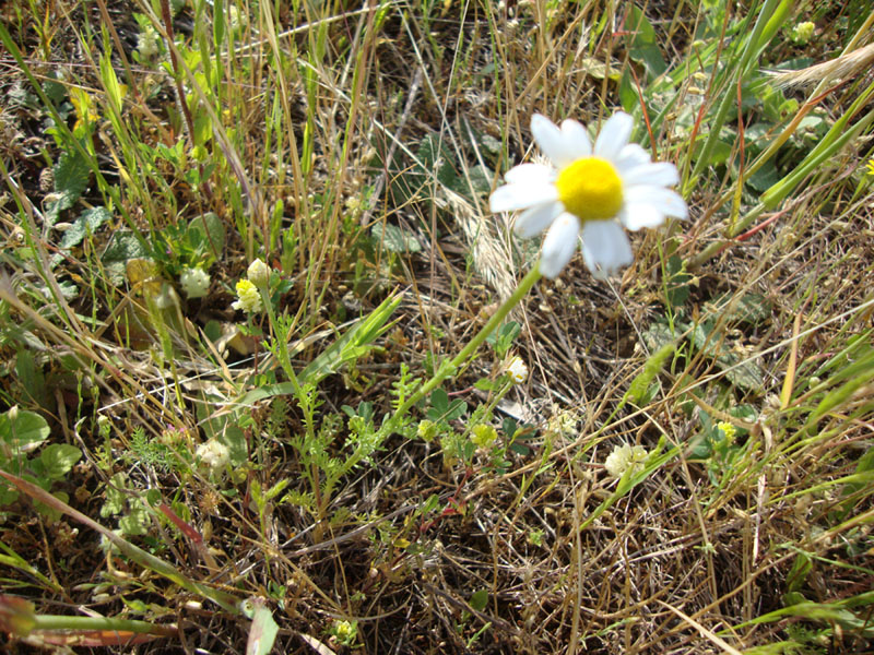 Anthemis sp.