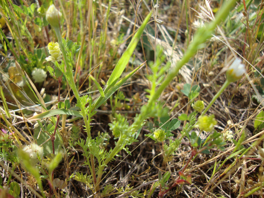 Anthemis sp.