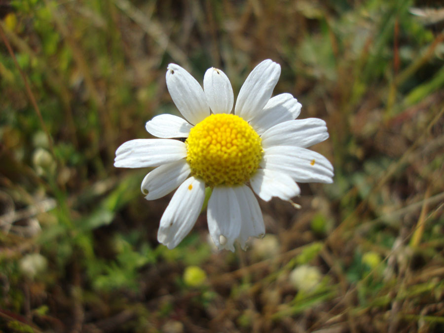 Anthemis sp.