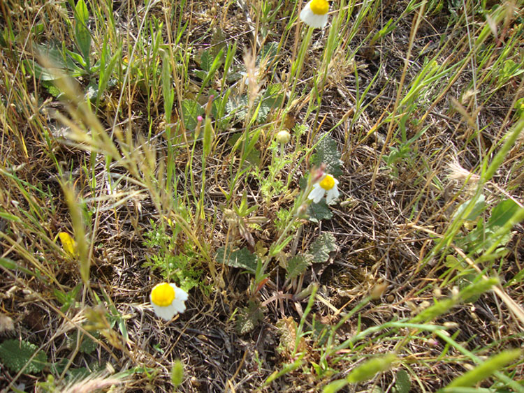 Anthemis sp.