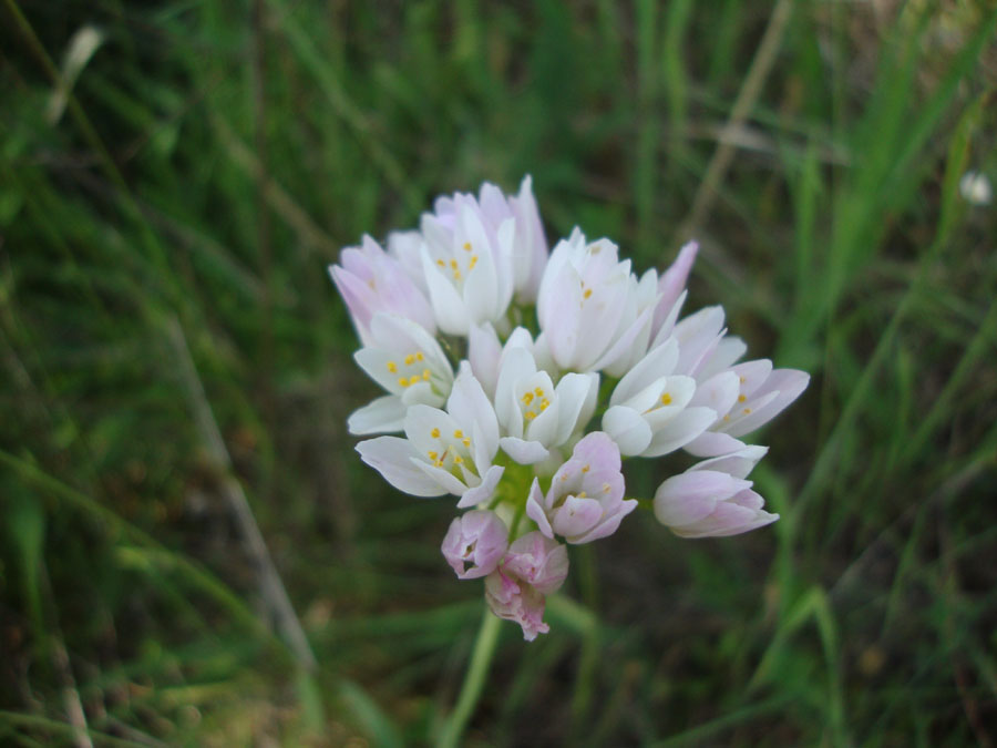 Allium roseum