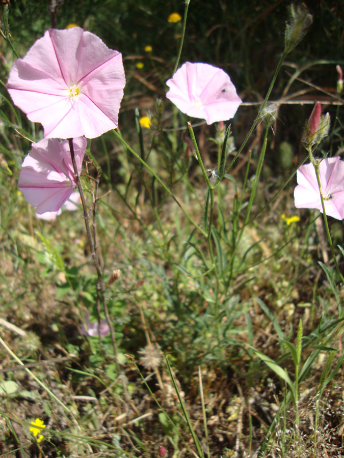 Convuolvulus canthabrica