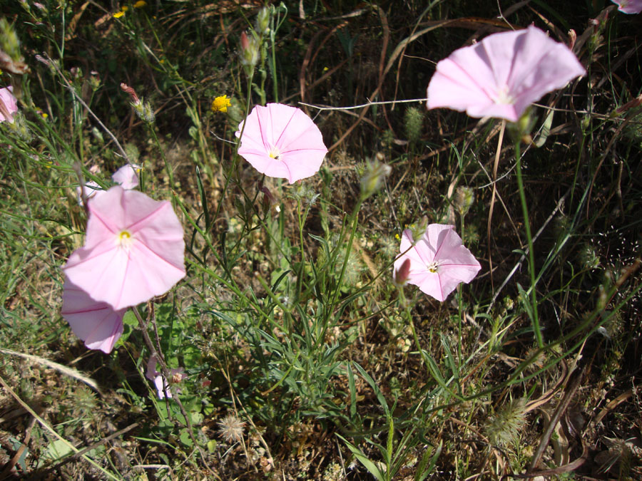 Convuolvulus canthabrica