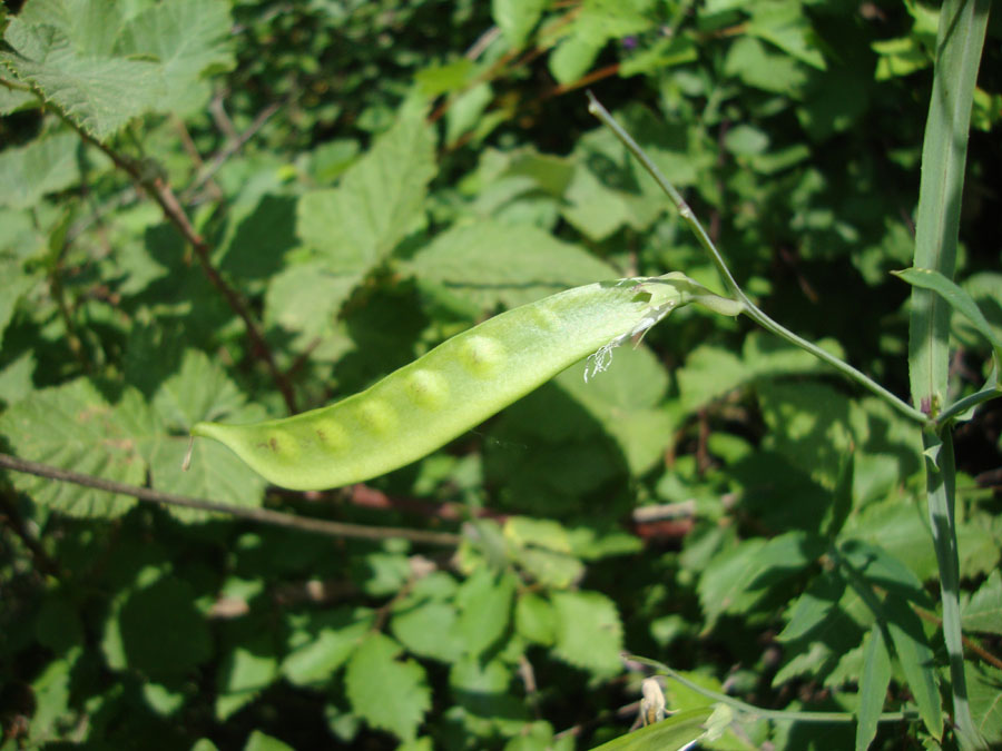 Lathyrus articulatus