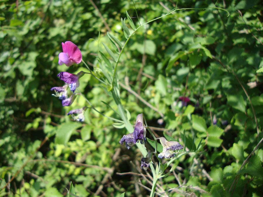 Lathyrus articulatus