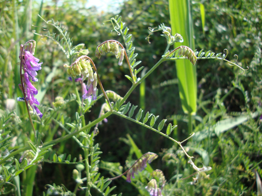 Vicia villosa sl.?