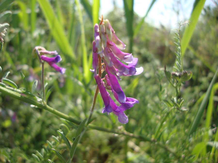 Vicia villosa sl.?