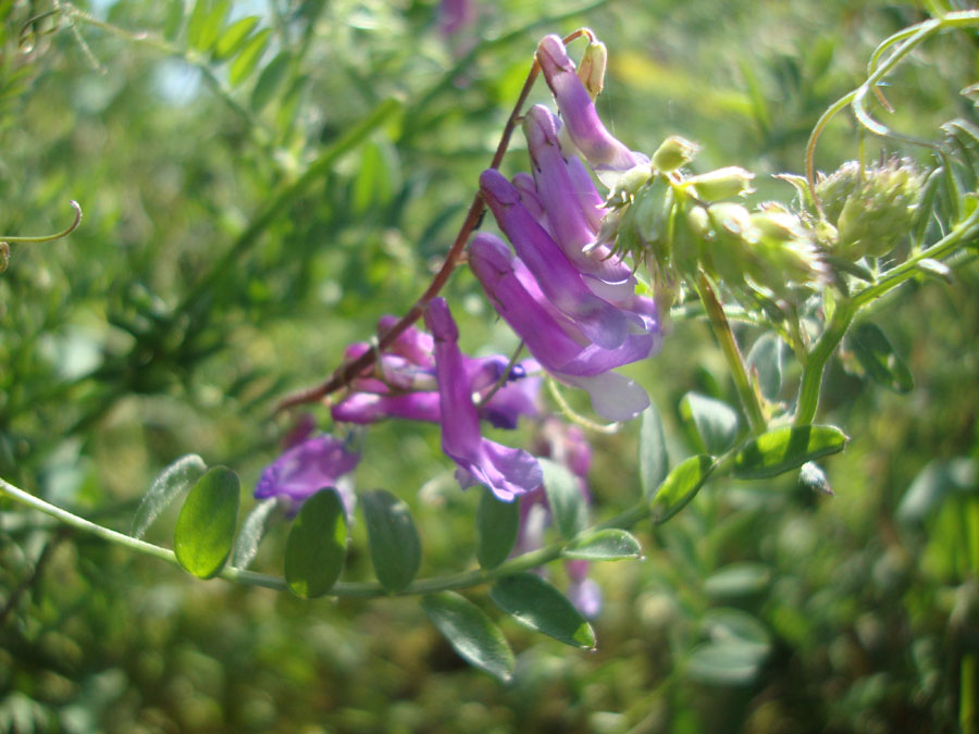 Vicia villosa sl.?