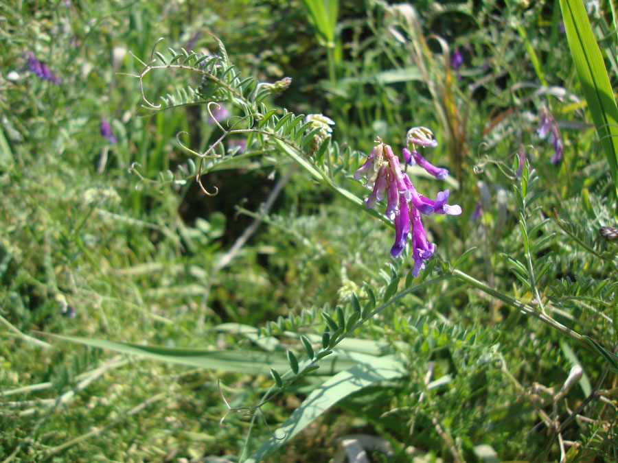 Vicia villosa sl.?