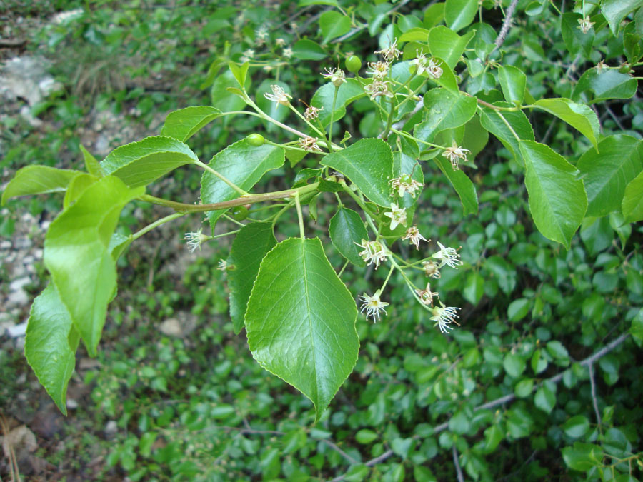 Pyrus communis