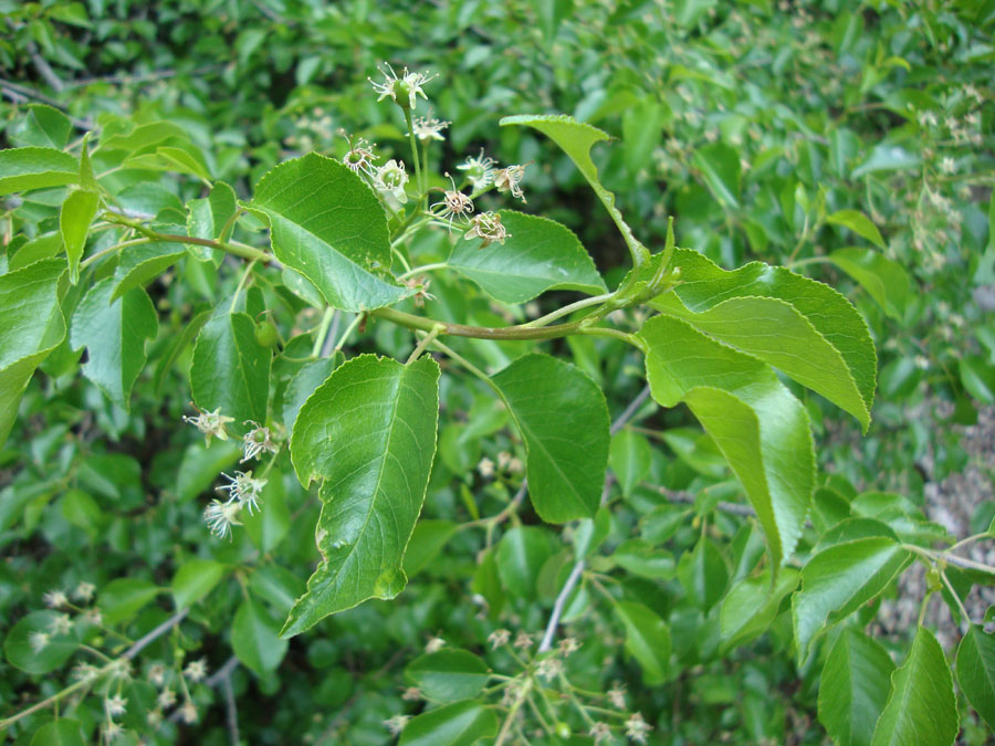 Pyrus communis