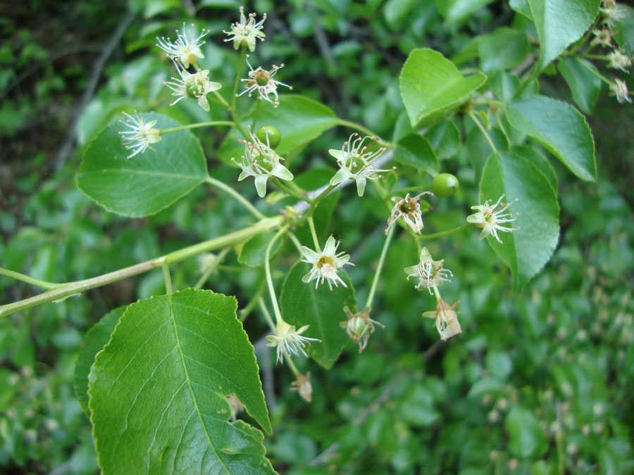 Pyrus communis