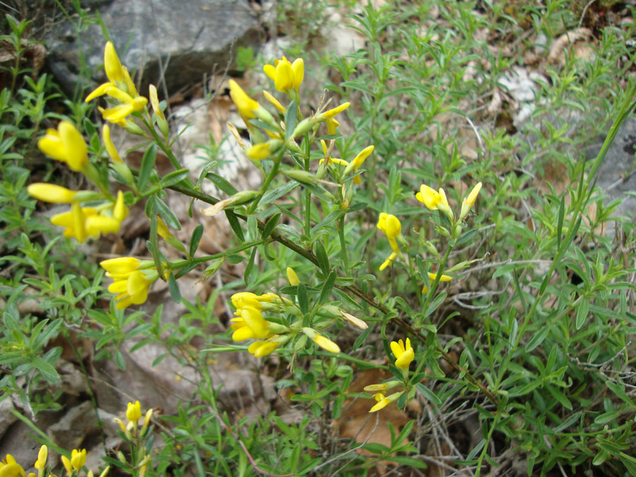 fabacea1 - Genista sp.