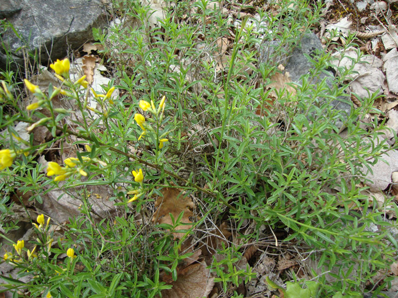 fabacea1 - Genista sp.