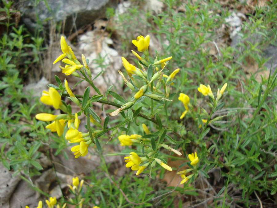 fabacea1 - Genista sp.