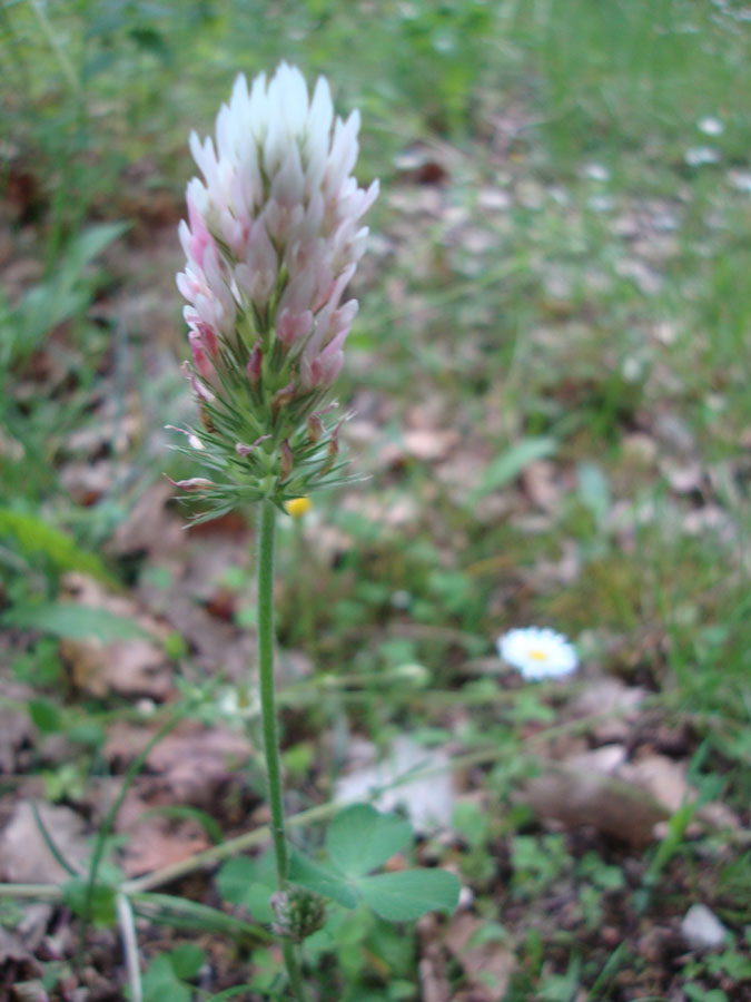 Trifolium incarnatum subsp. molinerii / Trifoglio di Molineri