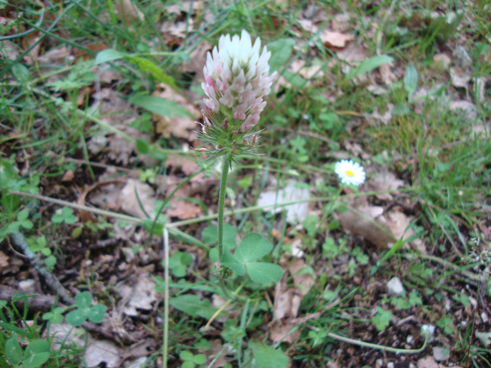 Trifolium incarnatum subsp. molinerii / Trifoglio di Molineri